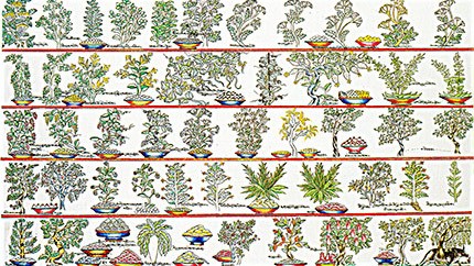 藏藥資源分布、發(fā)展史