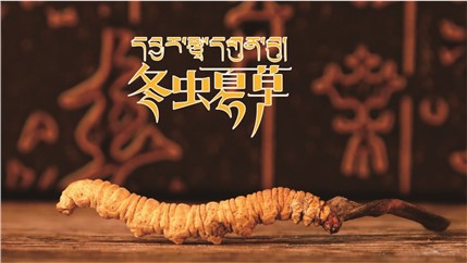那曲新鮮冬蟲夏草什么時(shí)候采挖？